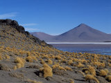 Flamingos Feed on the Algae-Rich Waters of Laguna Colorada  Bolivian Altiplano