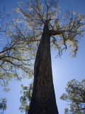 Giant Gum Tree in Tasmania  Some Grow over 100M Hiugh and are the Tallest Hardwood Trees in World