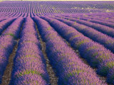 Lavender Field  Provence-Alpes-Cote D'Azur  France