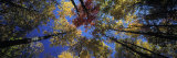 Autumn Trees