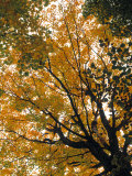 Fall Foliage  New England  USA