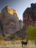 Utah  Zion National Park  the Great White Throne  USA