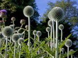 Dorset  Thorncombe  Forde Abbey Forms Part of the Boundary Between Dorset and Somerset  England