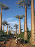 Avenue of Baobabs with Ox-Drawn Carts