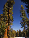 California  Sequoia National Park  Huge Trunks of Tall Sequoia Trees on Tall Trees Trail in Winter