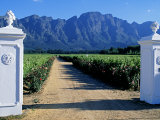 White Stuccoed Pillars at the Entrance to Bellingham Vineyard