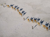 Afar Camel Caravan Crosses the Salt Flats of Lake Assal  Djibouti  as Shadows Lengthen in the Late 