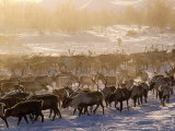 Kamchakta  Herding Reindeer across the Winter Tundra  Palana  Kamchatka  Russian Far East  Russia