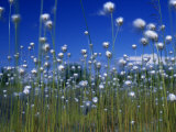Cotton Grass  Susitna River  Alaska  USA