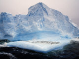 Scotia Sea  Chinstrap Penguins on Iceberg  Antarctica