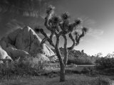California  Joshua Tree National Park  USA