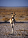Rear View of Gazelle Walking Away Crossing Plain  Namibia