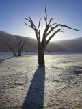 Blackened Camelthorn Trees in Dead Vlei  Near Sossusvlei  Namibia