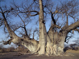 Grootboom Baobab Tree in Bushman Country Near Tsumkwe