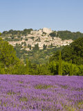Lacoste and Lavender Fields  Luberon  Vaucluse Provence  France