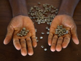 Worker from the Plantation 'Roca Nova Moka' in Sao Tomé Holds Some Coffee Beans