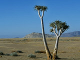 Quiver Tree and Bloodkopje Northern Section of Park