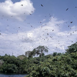 In the Late Afternoon  a Large Colony of Fruit Bats Circles Above the Victoria Nile Near Jinja