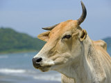 On the Coast of Sabah Zebu Cattle Grazes on the South China Sea Beach