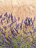 Lavender and Wheat  Provence  France