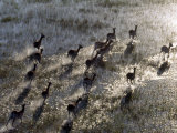 Red Lechwe Rush across Shallow Tributary of Okavango River in Okavango Delta of Northwest Botswana
