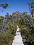 Barn Bluff on the Overland Track  Tasmania  Australia