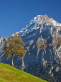 Autumn Color and Alpine Meadow  Wetterhorn and Grindelwald  Berner Oberland  Switzerland