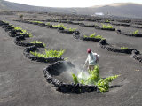 Vineyards of La Geria on Volcanic Ash of 1730S Eruptions  Lanzarote  Canary Islands