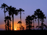 Sunset on the Edge of the Ntwetwe Saltpan Where Moklowane or African Fan Palms Grow in Profusion