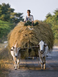 Myanmar  Burma  Bagan  A Farmer Takes Home an Ox-Cart Load of Rice Straw for His Livestock
