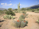 Saguaro Cacti and Barrel Cacti in Bloom  Saguaro National Park
