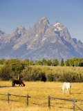 Horses and Teton Mountain Range  Grand Teton National Park  Wyoming  USA