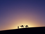 Berber Tribesman Leads His Two Camels Along the Top of Sand Dune in the Erg Chegaga  in the Sahara 