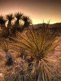 California  Mojave National Preserve  USA