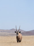 Gemsbok  Namib Desert  Namibia  Africa