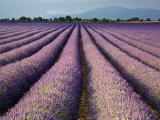 Lavender Field  Plateau De Valensole  Provence  France  Europe