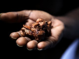 Fermenting Cocoa Beans at the Aqua Izé Cocoa Plant in Saotomé and Principé