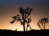 California  Joshua Tree National Park  Joshua Trees  USA