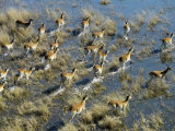 Red Lechwe Cross a Flood Plain in the Okavango Delta