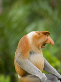 Alpha Male Proboscis Monkey in Territorial Stance  Sabah  Borneo