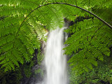 South East Luzon  Bicol Province  Mount Isarog National Park - Malabsay Waterfall  Philippines