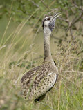 Male Black-Bellied Bustard Calling