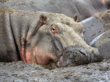 Katavi National Park  A Hippo Basks in Mud Wallow as the Katuma River Dries  Tanzania