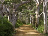 Avenue of Trees  West Cape Howe Np  Albany  Western Australia