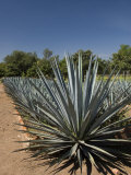 Agave Plants from Which Tequila Is Made  Hacienda San Jose Del Refugio  Amatitan  Jalisco