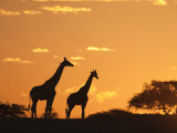 Giraffes  Silhouetted at Sunset  Etosha National Park  Namibia  Africa