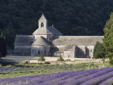 Abbey De Senanque and Lavender Fields  Near Gordes  Vaucluse  Provence  France  Europe