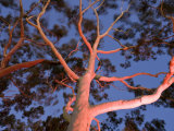 Mature Lemon Scented Gum Trees Perth  Western Australia  Australia
