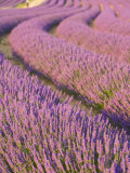 Lavender Field  Provence-Alpes-Cote D'Azur  France