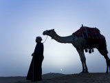 Bedouin Leads His Camel Along the Top a Dune at Sunset  Giza  Egypt